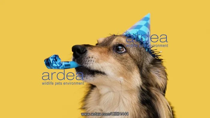 : front view funny cute dog concept. Beautiful photo : front view funny cute dog concept. Beautiful photo