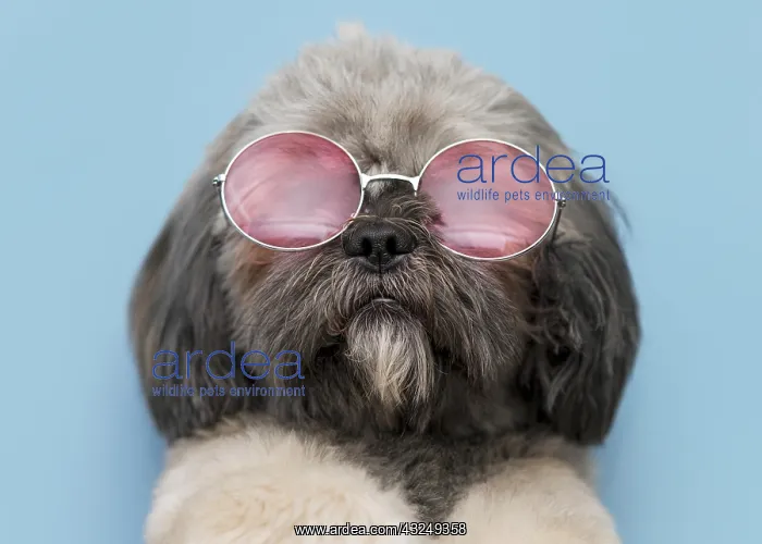 : front view funny cute dog concept. Resolution and : front view funny cute dog concept. Resolution and
