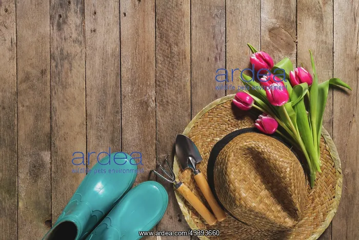 : Top view gardening items tulips : Top view gardening items tulips