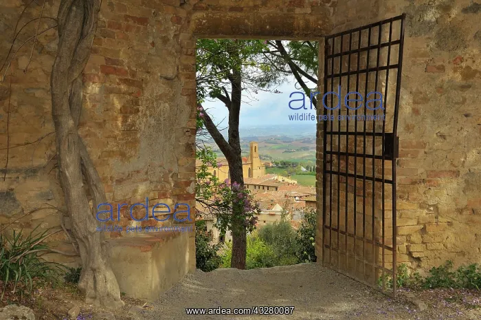 : View through the gate, Rocca castle ruins, San Gimignano : View through the gate, Rocca castle ruins, San Gimignano