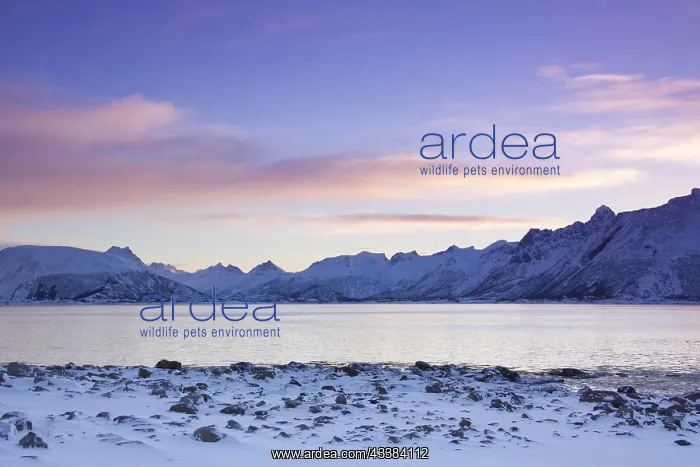 : View over the Gimscystraumen fjord and mountains : View over the Gimscystraumen fjord and mountains