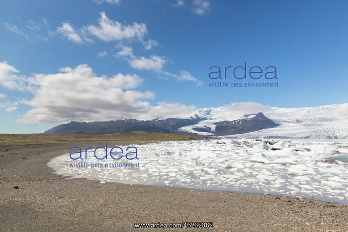 : View of the glacial lake Fjallsarlon with the glacier : View of the glacial lake Fjallsarlon with the glacier