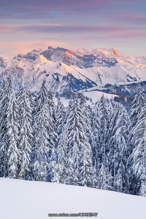 : View from Gotschalkenberg with view to Glcrnisch : View from Gotschalkenberg with view to Glcrnisch