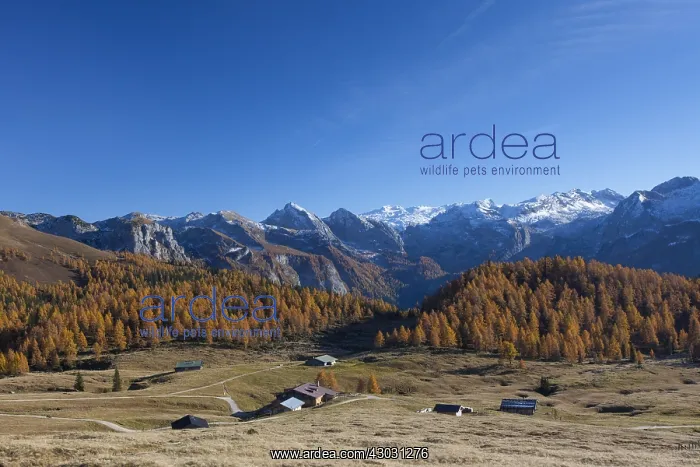 : View at Gotzenalm in autumn - Berchtesgaden National : View at Gotzenalm in autumn - Berchtesgaden National