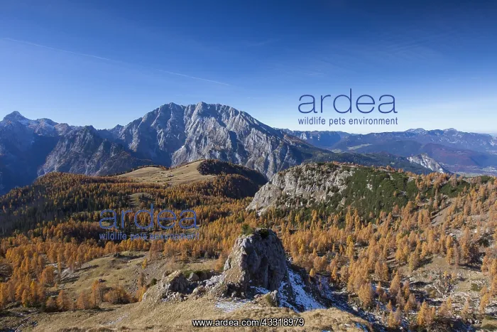 : View at Gotzenalm in autumn - Berchtesgaden National : View at Gotzenalm in autumn - Berchtesgaden National