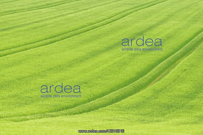 : View over a grain field, barley (Hordeum vulgare) : View over a grain field, barley (Hordeum vulgare)