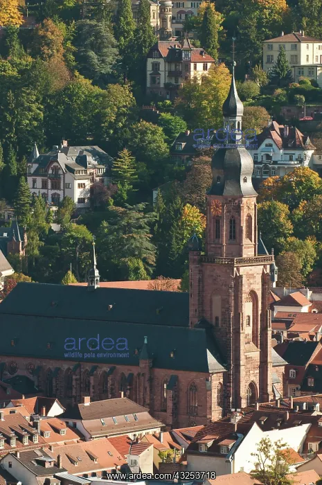 : View of Heidelberg's Old Town with Church : View of Heidelberg's Old Town with Church