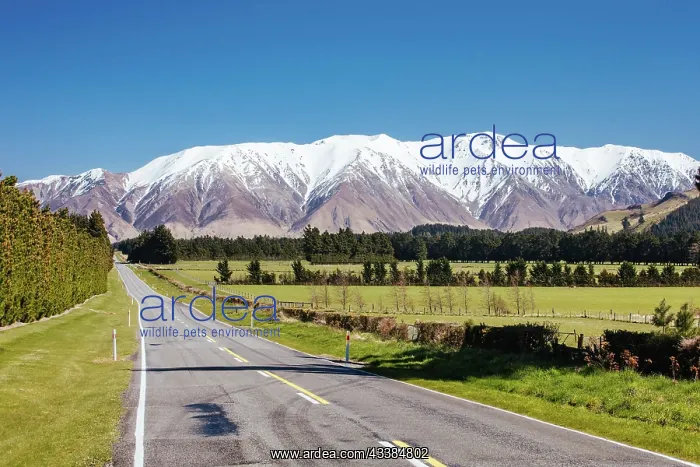 : The view along a highway towards Mt Hutt in the C : The view along a highway towards Mt Hutt in the C