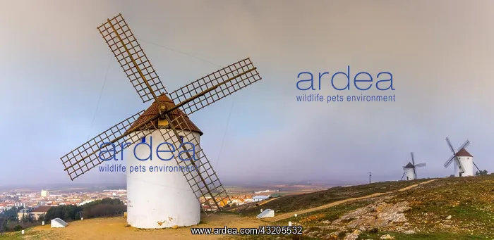 : View of historic whitewashed windmills in La Mancha : View of historic whitewashed windmills in La Mancha