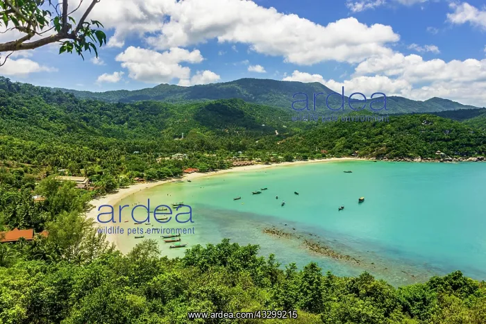 : View, Idyllic sandy beach Beach with turquoise water : View, Idyllic sandy beach Beach with turquoise water