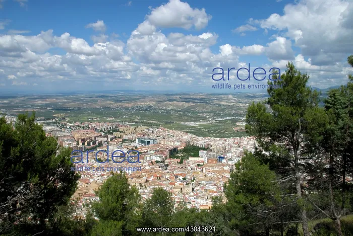  : View of Jaen with countryside