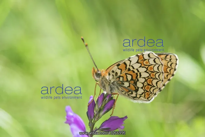 : Side view of Knapweed fritillary (Melitaea phoebe) : Side view of Knapweed fritillary (Melitaea phoebe)