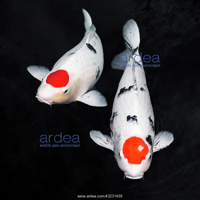 : top view koi fishes. High resolution photo : top view koi fishes. High resolution photo