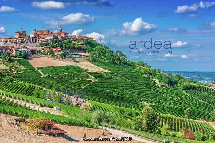  : View of La Morra in the Province of Cuneo, Piedmont