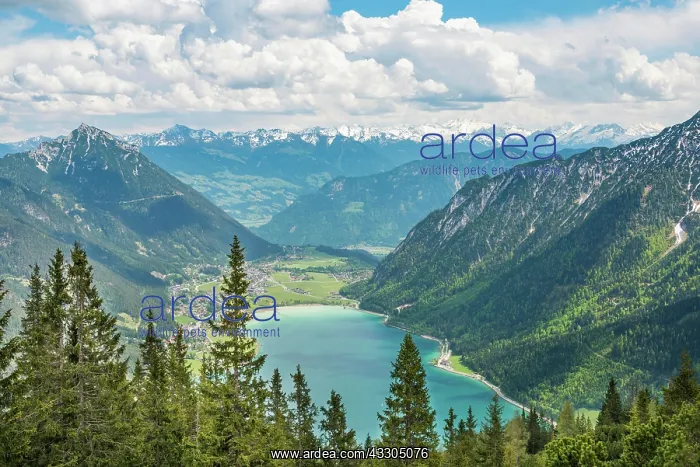 : View of Lake Achen and snowy main chain of the Alps : View of Lake Achen and snowy main chain of the Alps