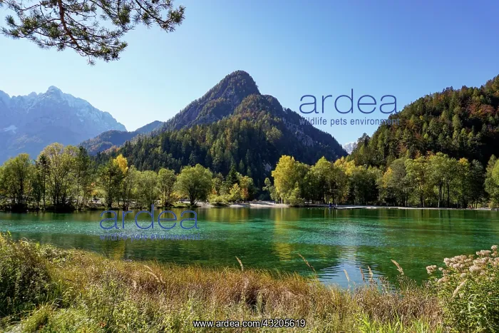 : A view of Lake Jasna with forest and mountain landscape : A view of Lake Jasna with forest and mountain landscape