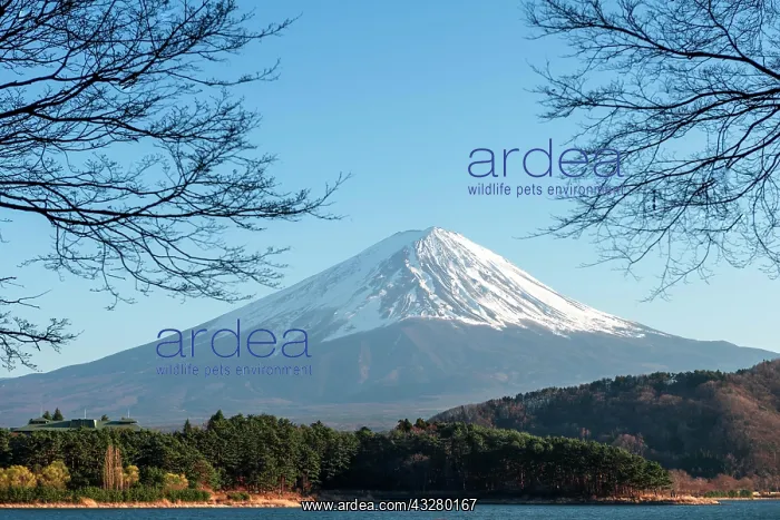 : View over Lake Kawaguchi, back volcano Mt. Fuji : View over Lake Kawaguchi, back volcano Mt. Fuji