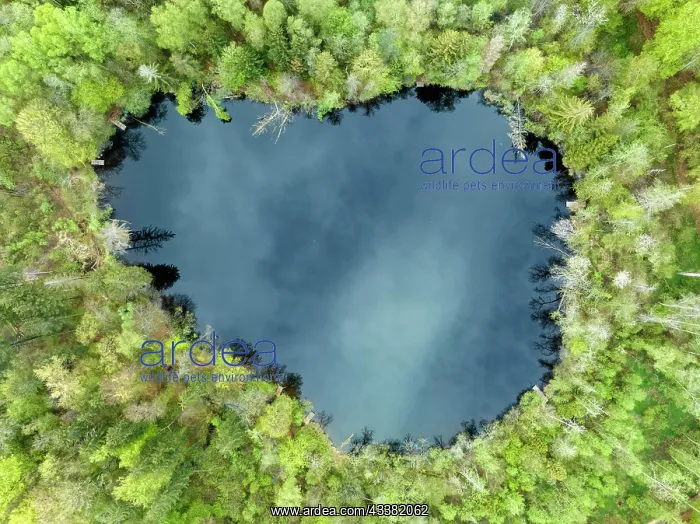: Top view of Lake Litzel, Constance district, Baden-Warttembe : Top view of Lake Litzel, Constance district, Baden-Warttembe