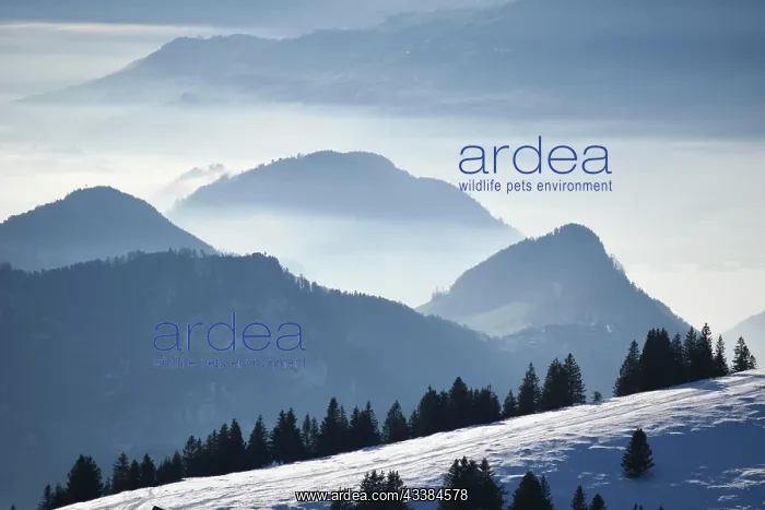 : View of Lake Lucerne from the Riggi, Canton Schwyz and Uri : View of Lake Lucerne from the Riggi, Canton Schwyz and Uri