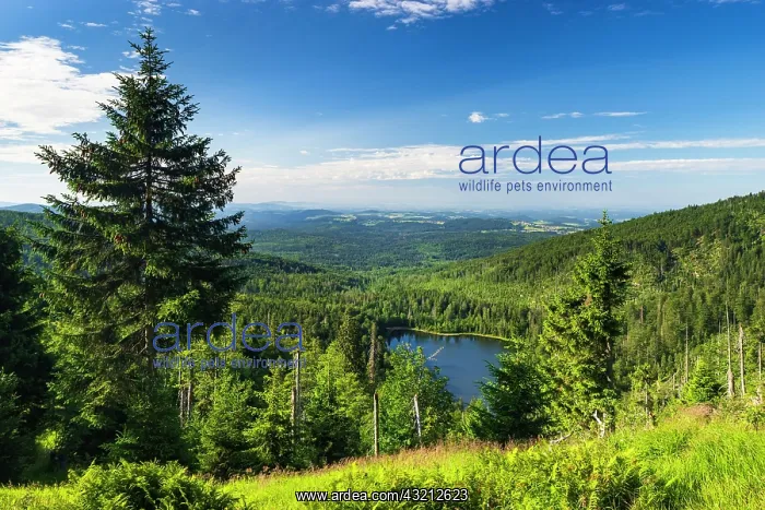 : View of Lake Rachel, Bavarian Forest National Park : View of Lake Rachel, Bavarian Forest National Park