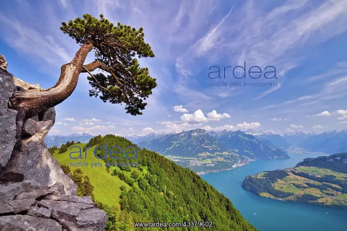 : View of the Lake of Uri and the Central Swiss Pr : View of the Lake of Uri and the Central Swiss Pr