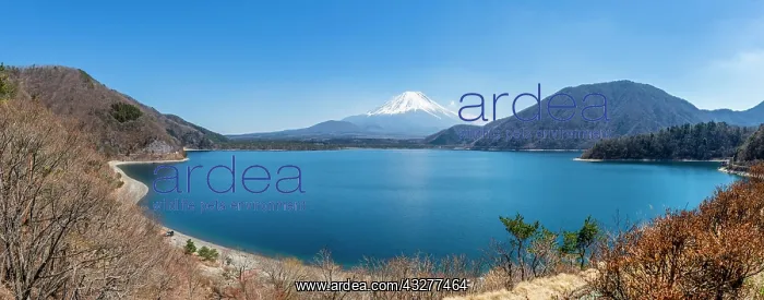 : View over a lake to the volcano Mt Fuji, Motosu : View over a lake to the volcano Mt Fuji, Motosu