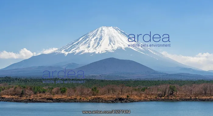 : View over a lake to the volcano Mt Fuji, Motosu : View over a lake to the volcano Mt Fuji, Motosu