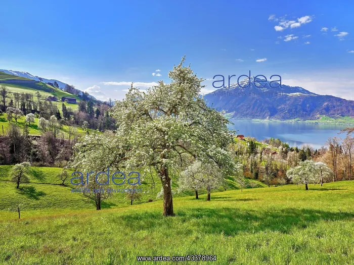 : View of Lake Zug and the Rigi, in front of it blossoming : View of Lake Zug and the Rigi, in front of it blossoming