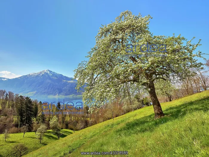 : View of Lake Zug and the Rigi, in front of it blossoming : View of Lake Zug and the Rigi, in front of it blossoming