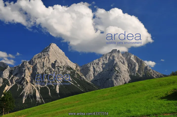 : View from Lermoos to Ehrwalder Sonnenspitze, left : View from Lermoos to Ehrwalder Sonnenspitze, left