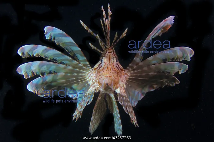 : Front view Lionfish (Pterois volitans) by night