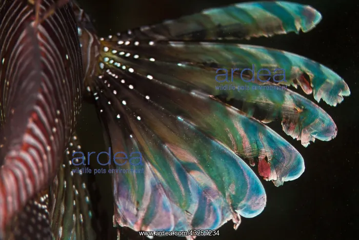 : Above view Lionfish (Pterois volitans) pectoral : Above view Lionfish (Pterois volitans) pectoral