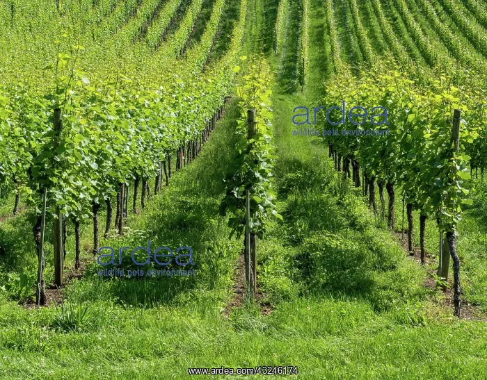 : A detail view of lush green and growing pinot noir : A detail view of lush green and growing pinot noir
