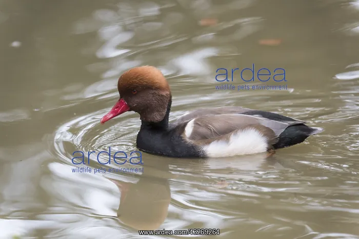 : Side view of a male of Red crested pochard (Netta : Side view of a male of Red crested pochard (Netta