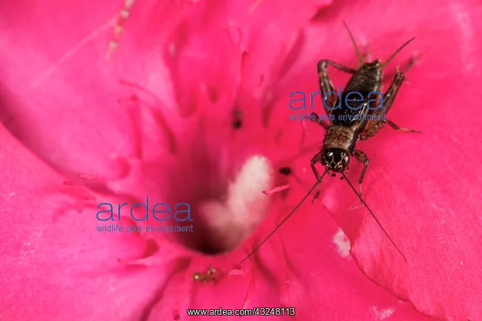 : Top view of a male of wood cricket (Nemobius sylvestris) : Top view of a male of wood cricket (Nemobius sylvestris)