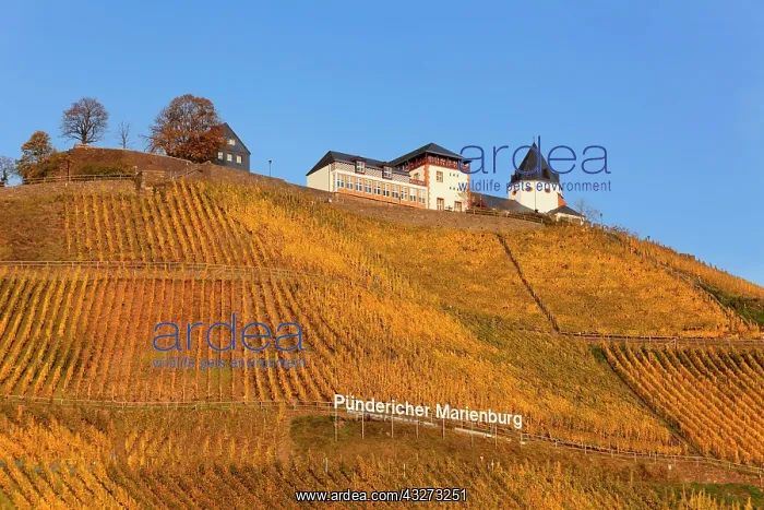 : View of Marienburg Castle over vineyards in autumn : View of Marienburg Castle over vineyards in autumn
