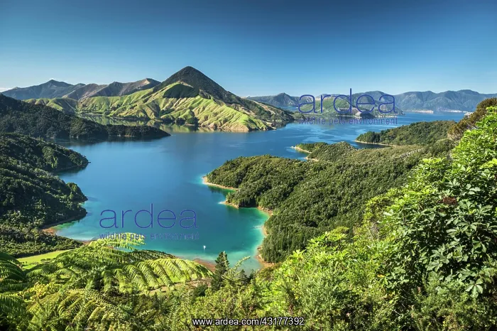 : View over the Marlborough Sounds, turquoise sea : View over the Marlborough Sounds, turquoise sea