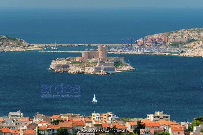 : View of Marseille town and Chateau dIf castle famous : View of Marseille town and Chateau dIf castle famous
