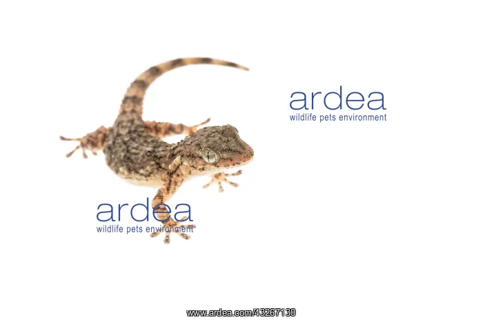 : Front view of a Mediterranean house gecko (Hemidactylus : Front view of a Mediterranean house gecko (Hemidactylus