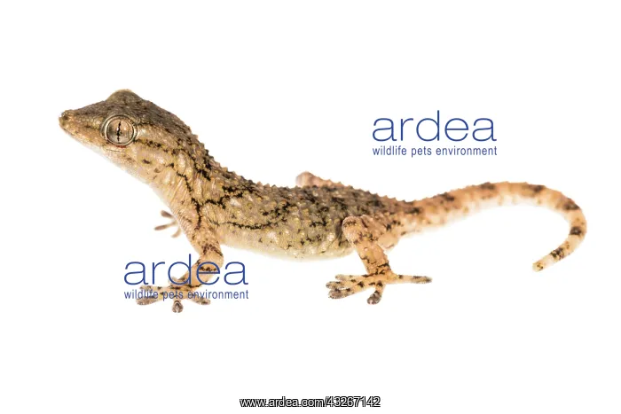 : Side view of a Mediterranean house gecko (Hemidactylus : Side view of a Mediterranean house gecko (Hemidactylus