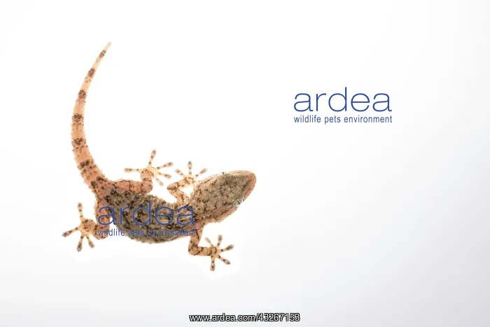 : Top view of a Mediterranean house gecko (Hemidactylus : Top view of a Mediterranean house gecko (Hemidactylus