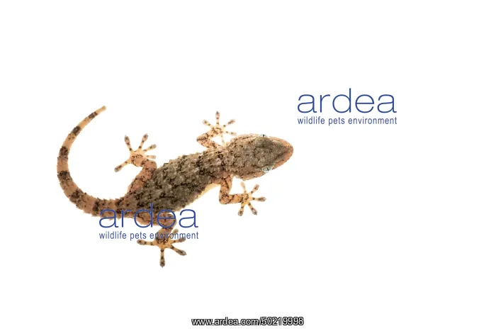 : Top view of a Mediterranean house gecko (Hemidactylus turcicus) on a white background, Liguria, Italy : Top view of a Mediterranean house gecko (Hemidactylus turcicus) on a white background, Liguria, Italy