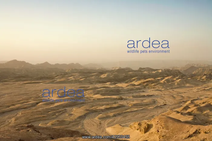 : View over the Moon Landscape - As a dust storm : View over the Moon Landscape - As a dust storm