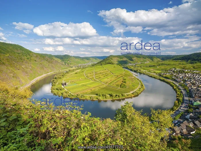  : View of the Moselle bend at Bremmer Calmont