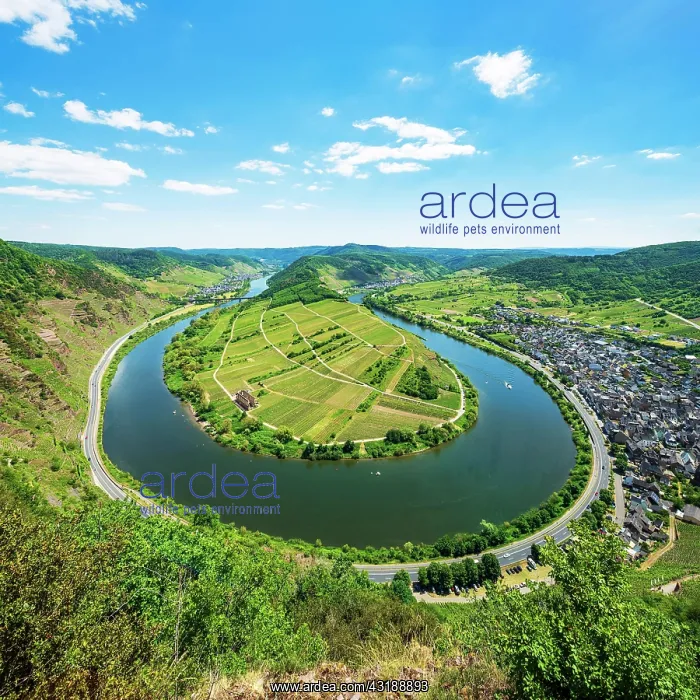 : View of the Moselle loop, Bremm, Moselle valley : View of the Moselle loop, Bremm, Moselle valley