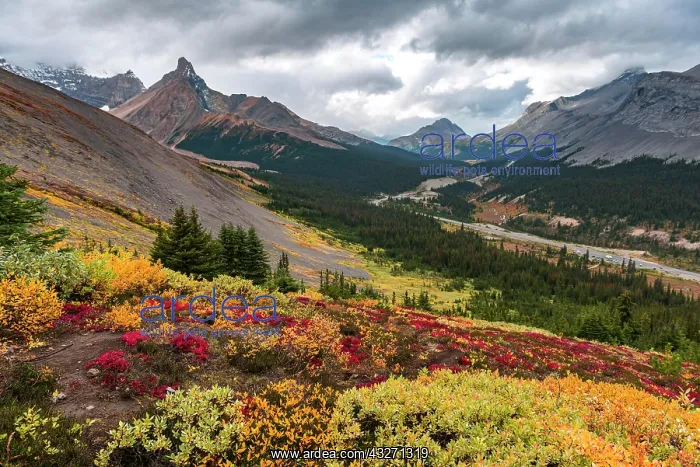 : View to Mount Athabasca and Hilda Peak in autumn : View to Mount Athabasca and Hilda Peak in autumn
