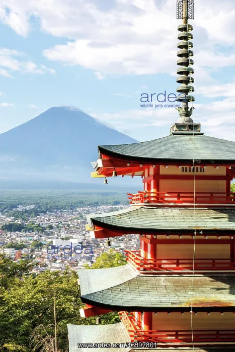 : View of Mount Fuji with Chureito Pagoda in Arakurayama