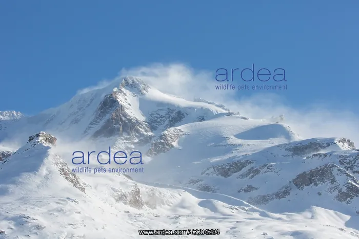 : View at mount Gran Paradiso - Aosta Valley - Italy : View at mount Gran Paradiso - Aosta Valley - Italy