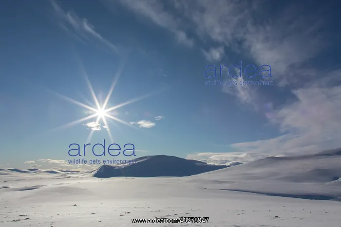 : View at mount Kolla in winter + Dovrefjell-Sunndalsfjella-Na : View at mount Kolla in winter + Dovrefjell-Sunndalsfjella-Na