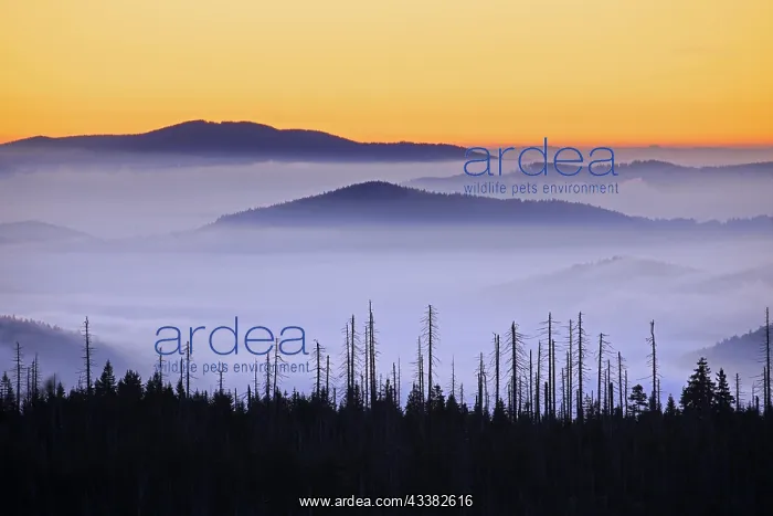 : View from Mount Lusen over the Bavarian Forest covered : View from Mount Lusen over the Bavarian Forest covered